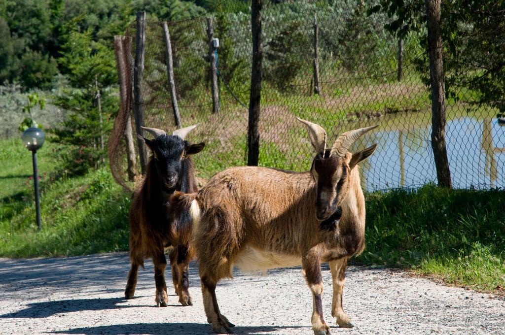 Agriturismo De Santis Castiglioncello Ngoại thất bức ảnh